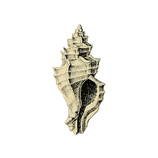 Specimen of Dermomurex alabastrum figured by Dall (1892, pl. 13, fig. 6a); 22.0 mm in length.
