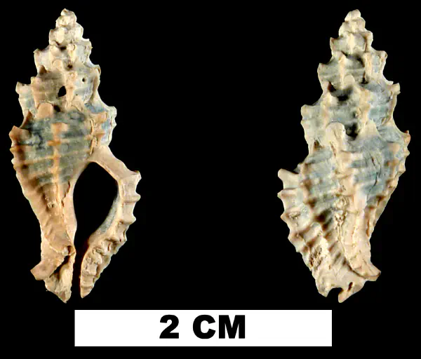 Dermomurex alabastrum