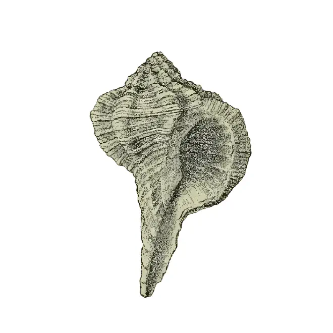 Specimen of Dermomurex vaughani figured by Maury (1910, pl. 6, fig. 6); 22.5 mm in length.