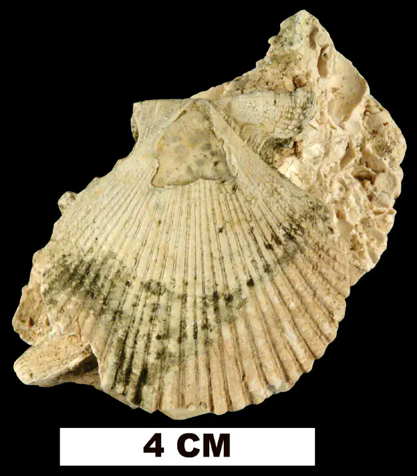 Dimarzipecten crocus