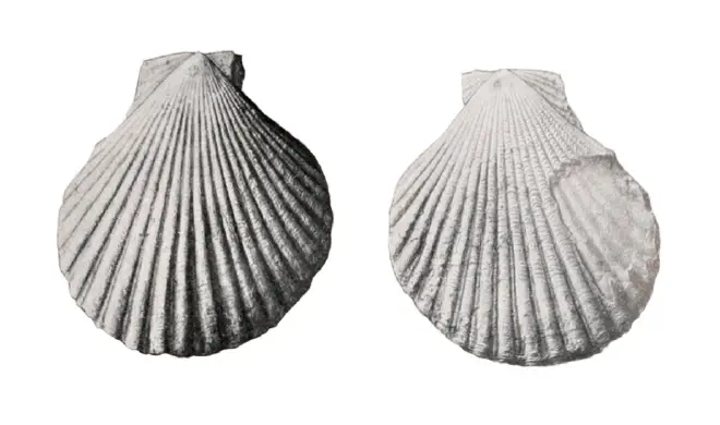 Specimen of Dimarzipecten crocus figured by Cooke (1919, pl. 9, fig. 2a and 2b).