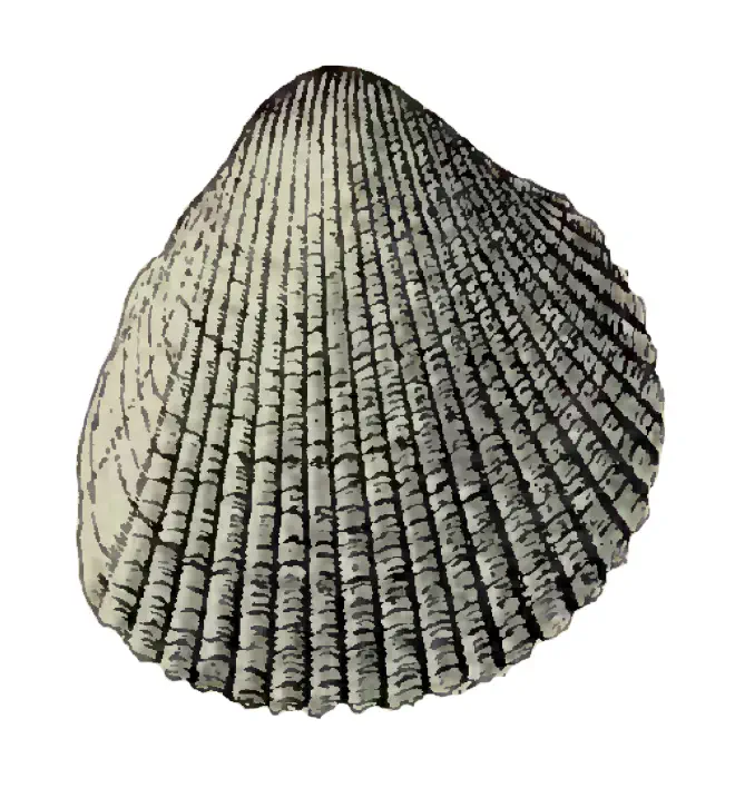 Specimen of Dinocardium chipolanum figured by Dall (1900, pl. 40, fig. 8); 36.0 mm in length.