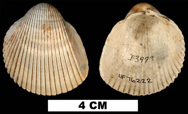 Dinocardium chipolanum from the Early Miocene Chipola Fm. of Calhoun County, Florida (UF 76222).