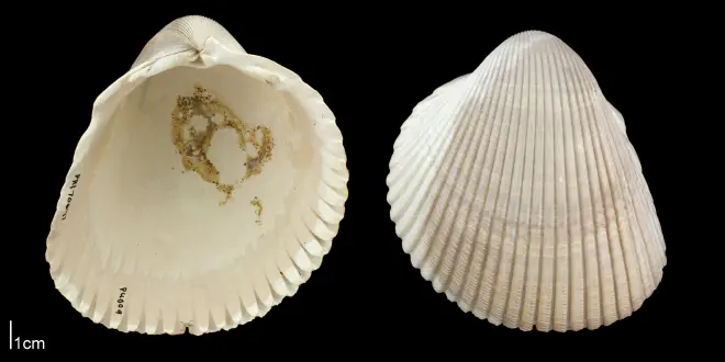 Dinocardium robustum from the Plio-Pleistocene Nashua Fm. of Putnam County, Florida (PRI 70647).
