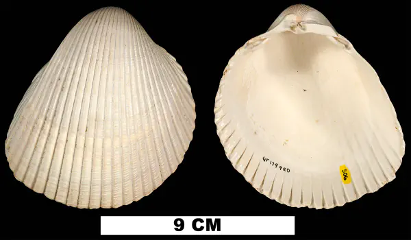 Dinocardium robustum