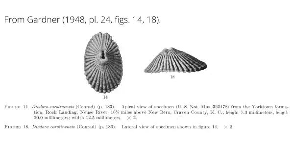 Diodora carolinensis