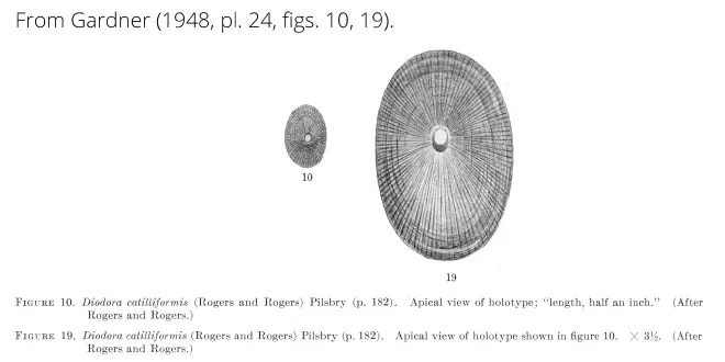 Diodora catilliformis from Gardner (1948), pl. 24, figs. 10, 19. Holotype.