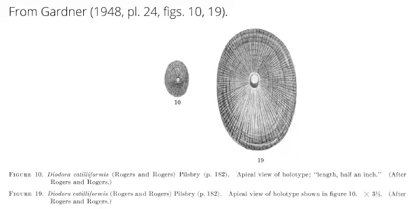 Diodora catilliformis
