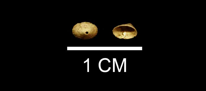 Diodora nucula from the Late Pliocene Duplin Fm. of Wayne County, Georgia (SDSM 112179).
