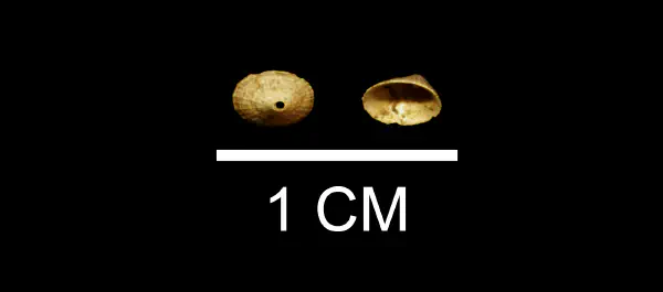Diodora nucula