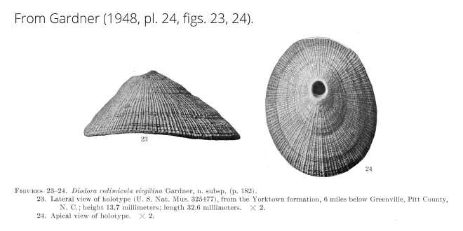 Diodora redimicula virgilina from Gardner (1948), pl. 24, figs. 23, 24. Holotype, USNM 325477. Yorktown Formation, Pitt County, North Carolina.