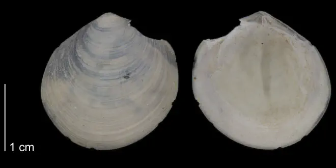 Diplodonta acclinis from the Early Pleistocene James City Fm. of Beaufort County, North Carolina (PRI 70521).