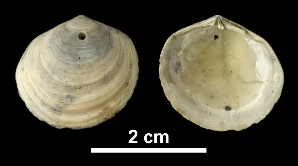Diplodonta acclinis
