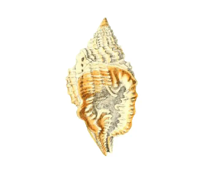 Specimen of Distorsio clathrata figured by Reeve (1843, pl. 12, fig. 46).