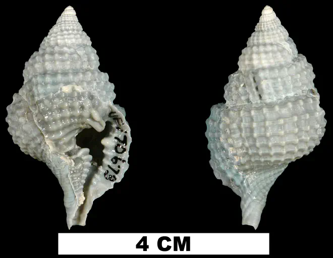 Distorsio clathrata from the Middle Pleistocene Bermont Fm. of Miami-Dade County, Florida (UF 170673).