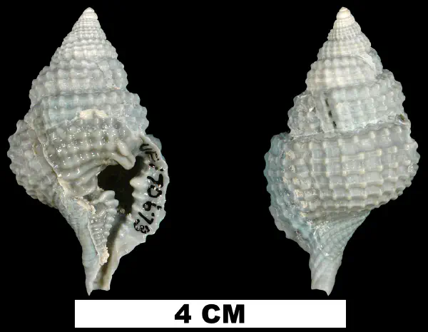 Distorsio clathrata