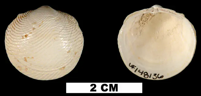 Divalinga quadrisulcata from either the Late Pliocene Tamiami Fm. (Pinecrest Beds) or Early Pleistocene Caloosahatchee Fm. of Highlands Count, Florida (UF 148136).