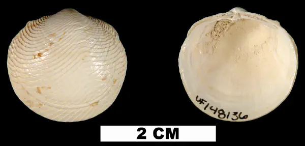 Divalinga quadrisulcata