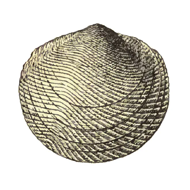 Specimen of Divaricella chipolana figured by Dall (1903, pl. 51, fig. 2); 18.5 mm in length.