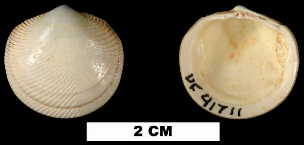 Divaricella chipolana