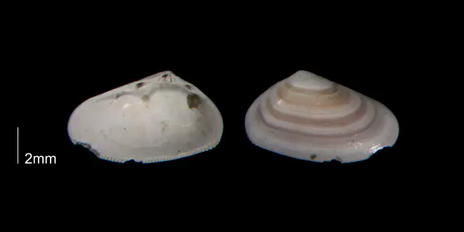 Donax fossor from the Early Pleistocene Waccamaw Fm. of Brunswick County, North Carolina (PRI 70394).