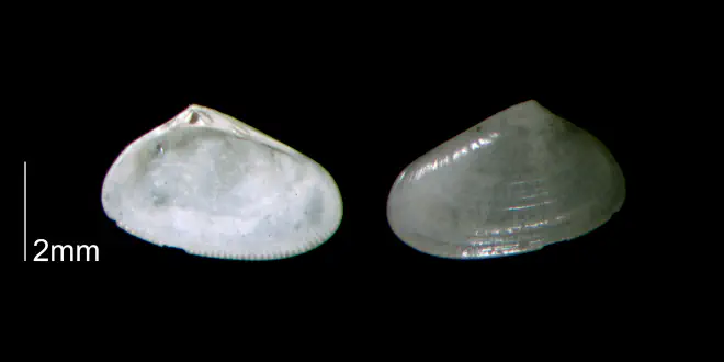 Donax fossor from the Early Pleistocene Waccamaw Fm. of Brunswick County, North Carolina (PRI 70437).