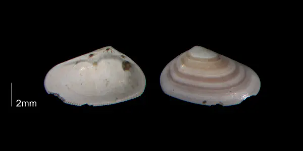 Donax fossor