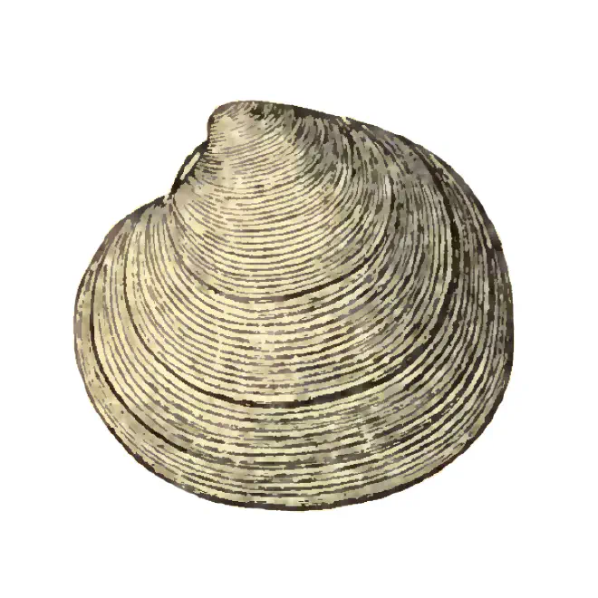 Specimen of Dosinia chipolana figured by Dall (1903, pl. 54, fig. 4); 40.0 mm in length.