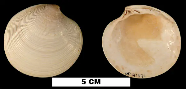 Dosinia chipolana