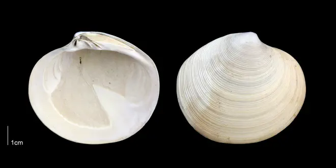 Dosinia concentrica from the Late Pliocene Tamiami Fm. (Pinecrest Beds) of Sarasota County, Florida (PRI 70069).