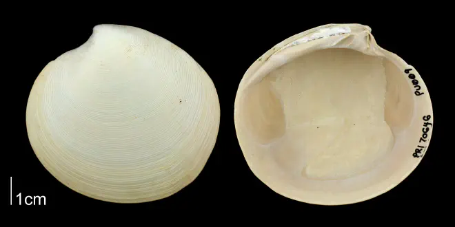 Dosinia concentrica from the Plio-Pleistocene Nashua Formation of Putnam County, Florida (PRI 70646).