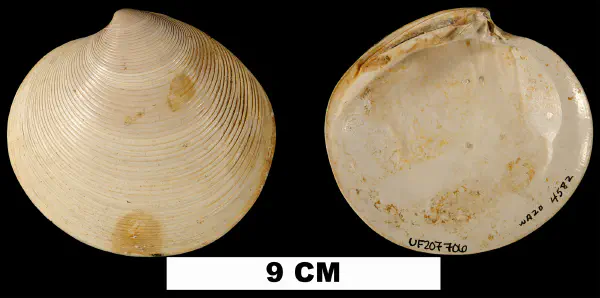 Dosinia concentrica