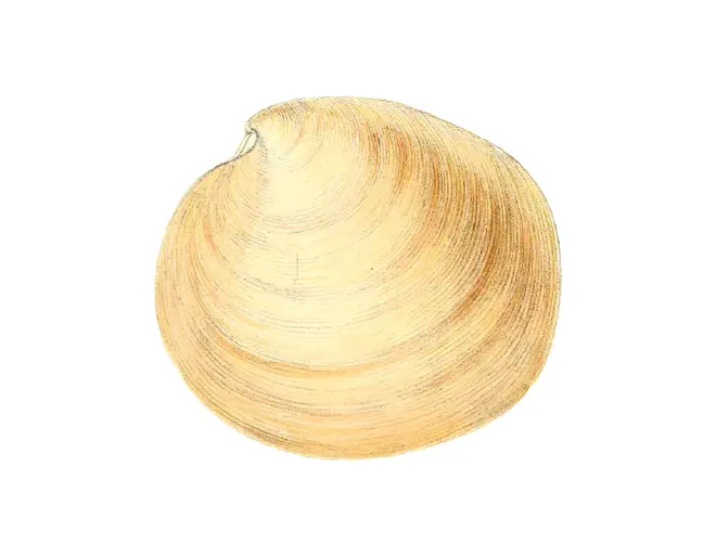 Specimen of Dosinia discus figured by Reeve (1851, pl. 2, fig. 9); no scale.