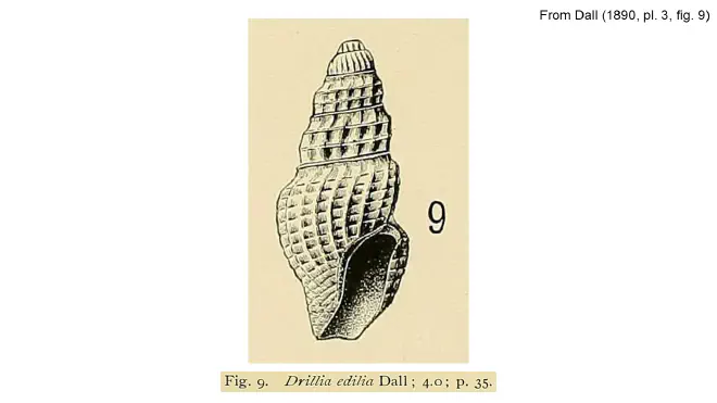 Illustration of Drilia edilia form Dall (1890).