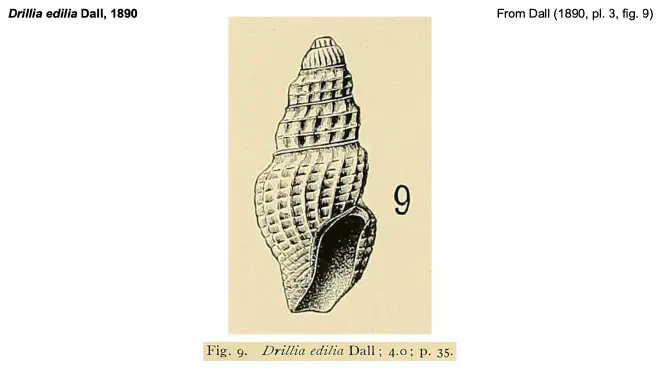 Illustration of Drilia edilia form Dall (1890).