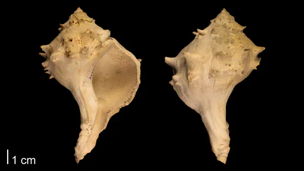 Echinofulgur echinatum