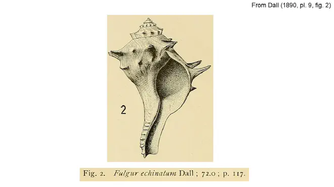 Illustration of Echinofulgur echinatum from Dall (1890).