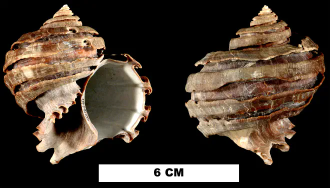 Ecphora bradleyae from the Late Pliocene Tamiami Fm. of Sarasota County, Florida (UF 140100).