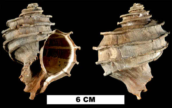 Ecphora gardnerae