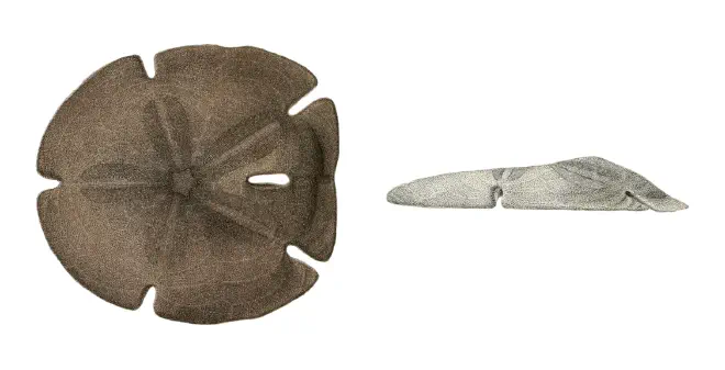 Figure of fossil of Encope michelini.