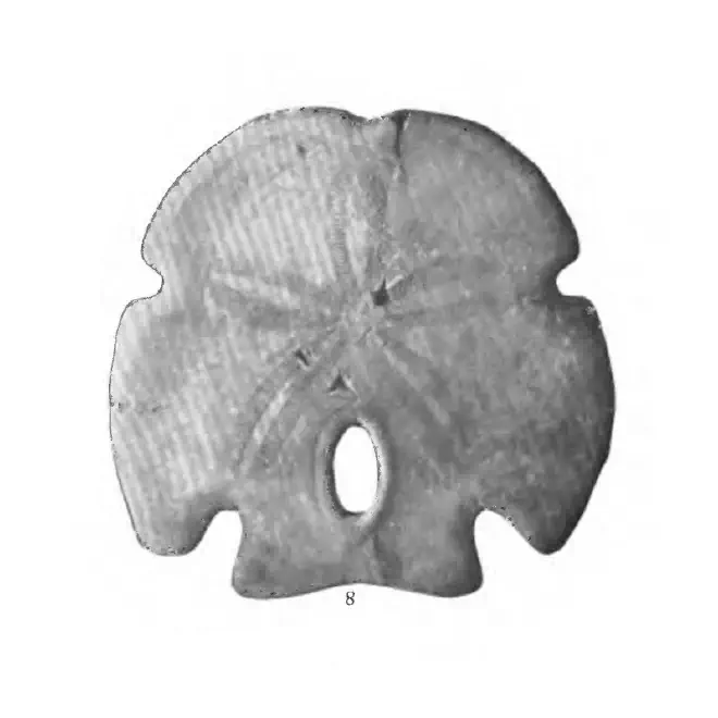 Figure of fossil of Encope tamiamiensis.