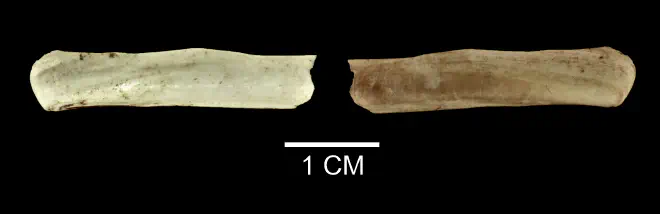 Ensis leei from the Late Pliocene Yorktown Fm. of Suffolk County, Virginia (SDSM 136141).