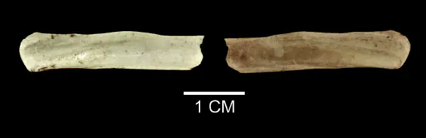 Ensis leei
