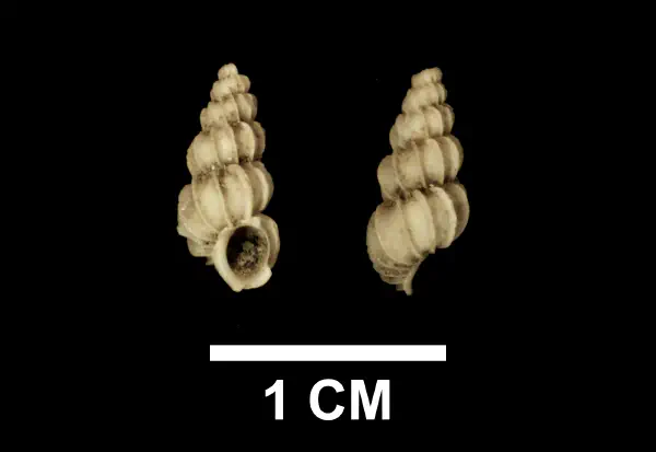 Epitonium fractum