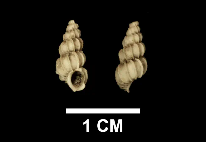 Epitonium fractum from the upper Pliocene Yorktown Formation of Suffolk County, Virginia (SDSM 136166).