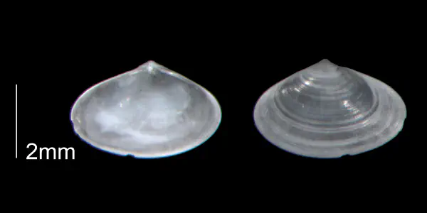 Ervilia lata