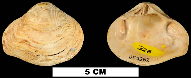 Eucrassatella chipolana from the Early Miocene Chipola Fm. of Calhoun County, Florida (UF 3252).