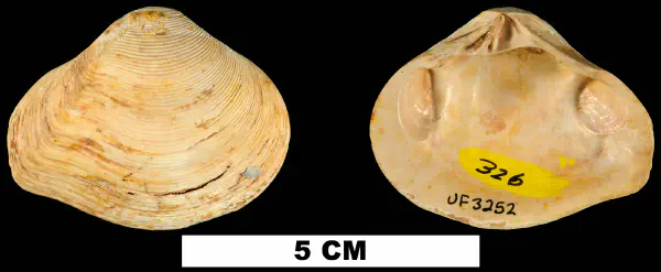 Eucrassatella chipolana