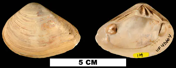 Eucrassatella densa