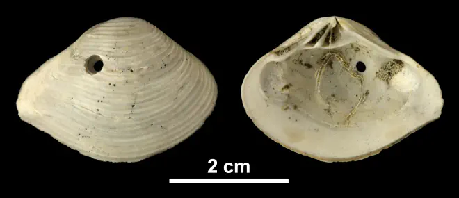 Eucrassatella kauffmani from the Early Pleistocene Waccamaw Fm. of Brunswick County, North Carolina (PRI 69977).